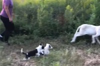 牧羊犬の素質◎？ボーダーコリーの子犬たちはヒツジを追ってあっちへこっちへ大忙し！【アメリカ・動画】