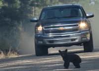 道路の真ん中まで出てきてしまった子グマ。対向車はその存在に気が付いてない！？【アメリカ・動画】