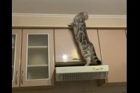 換気扇の上にのぼった猫。更に移動しようとしたその時、ありえないハプニングが！！