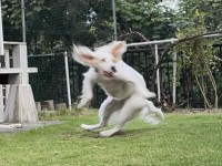 一体どういう状況！？躍動感が凄まじい犬の写真に反響！「トリプルアクセルを決めているところですか？」