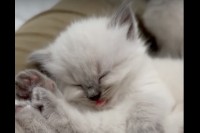ぐっすり眠る子猫。舌をペロッと出たままの寝顔がかわいい！！【アメリカ・動画】