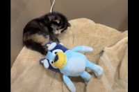 その場でパタパタ手足を動かす猫の赤ちゃん。後ろに転んじゃちゃって飼い主さんもビックリ！【アメリカ・動画】