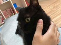 飼い主さんの手をぎゅ！黒猫がなでなでする手に抱きつく姿がかわいすぎると話題に！
