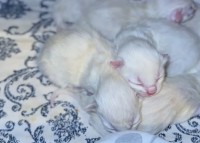 かわいい子猫の山？猫の赤ちゃんがみんなで寄り添って寝ている姿がかわいい！！【アメリカ・動画】