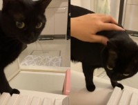 ナデナデして！とお風呂場までやって来た甘え上手な黒猫がかわいすぎると大反響！！