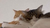 スヤスヤと気持ちよさそうな寝顔をした2匹の猫。お互いの腕枕で眠る姿が尊い！！