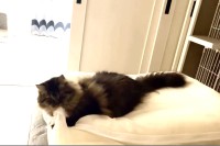 ラガマフィンが床にピョ〜ン！？くつろぐ猫の身に起きたハプニングのリズム感がなんだかいい！！