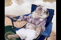 キャンプチェアでぐっすり眠るのは・・。愛犬が風を受けながら気持ちよさそうに寝ています【海外・動画】