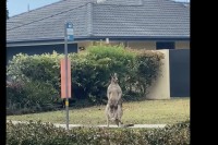オーストラリアの道端に佇むカンガルー。すぐ隣に停留所があるけど・・バスを待っているのかな？【海外・動画】