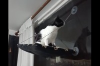 その紐かんじゃダメ！キャットベッドを支える紐を猫が噛みちぎっちゃった！！【海外・動画】