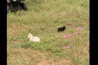 原っぱで白猫と黒猫の子猫たちが遊んでいると思ったら・・。黒猫ではなく子ブタでした！！【アメリカ・動画】