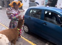 さすが南米ペルー！リャマも飼い主さんとタクシーに乗っちゃいます！！【海外・動画】