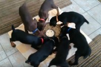 【動画】なぜ！？ 7匹のドーベルマンの子犬が回転しながらご飯を食べる!