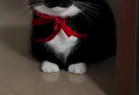 おそろしすぎる・・。ハロウィンでドラキュラの仮装をする猫が、怖いほどかわいいと話題に！！