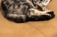 リモコンが無いなと思ったら・・。リモコンを枕に眠る猫の姿がかわいすぎた！！