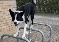 この犬パルクールできるの！道すがらにあった柵にぴょんと飛び乗った！！【海外・動画】