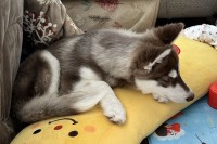 同じクッションに抱きついて眠るシベリアンハスキーの子犬と赤ちゃん。その寝姿がかわいすぎると話題に