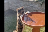 狙いは本当に水を飲むだけ？猫が水分補給をしている場所は・・野鳥用の水浴び場です！！【海外・動画】