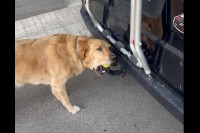 このボールが欲しいの！！愛犬がくわえるのは車・・ではなく、ヒッチに取り付けられたテニスボール！？【海外・動画】