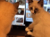 この子猫パソコンを使いこなしている！？猫の写真を熱心に漁る子猫の姿が話題に！「すごい！ 現代っ子ですね」