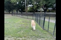 フェンス越しに鳥の姿を見つけた愛犬。まっすぐ向かっていきますが、鳥以外は目に入ってない！？【海外・動画】