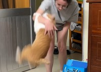 猫とキャッチボールってそういうこと！？猫がボールのように飼い主さんの腕に弾いくとギュッと掴まります！！【海外・動画】