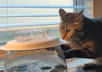 それは飲み水じゃないよ！猫は植木鉢を何度もひっかきますが・・中の水が飲みたいの？？【アメリカ・動画】