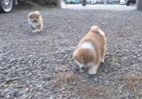 秋田犬の子犬たちの走り方がかわいすぎて大問題だと話題に！「ぽてぽてしてる」「これはかなり大問題」