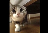 猫がソファの下から出てきてかわいい〜と思ったら、この猫は思いがけない妨害にあいました！！【海外・動画】