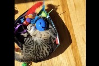 愛猫の今日のお昼寝スポットはオモチャ箱！気持ちよさそうに眠っていますが・・【アメリカ・動画】