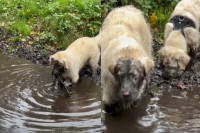 ゴールデンリトリバーの子犬たちは散歩の途中で見つけた水たまりに夢中！全身すっかり泥まみれになって楽しそう！！【海外・動画】