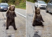 車道にあらわれたクマを興奮させないように運転するドライバーたち。そんな緊迫感ある中、渦中のクマたちはなんだかまったりしていました