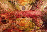 京都の写真家が撮影した『紅葉が流れる川』が幻想的！紅葉の名所と穴場をまとめた動画も必見！