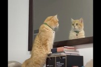 自分のかわいさに見惚れてる？猫が身を起こしてじっと鏡の中自分を見つめています【海外・動画】