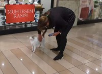 イスタンブール名物『ショッピングモール猫』がかわいすぎる！「これは買い物どころではない！」