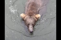 クマの脅威の身体能力！泳ぐのも得意なことが分かる姿にビックリ！！【アメリカ・動画】