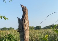 途中で折れた木の幹だけがあると思ったら・・、実はそこに擬態した鳥の姿が！？【海外・動画】