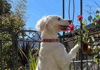 花を愛でる愛犬の写真になるはずが・・。イングリッシュセッターが花の蜜を舐める妖怪みたいになっている！？