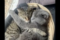 猫の兄弟の尊い姿。バスケットに一緒に入るとお互いをギュッと抱きしめ合いながら寝ています！！【アメリカ・動画】