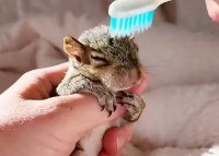 お風呂上がりのリスの赤ちゃん。お次は歯ブラシでブラッシングの時間です！！【アメリカ・動画】