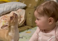 赤ちゃんと愛犬は大親友！赤ちゃんが嬉しそうに声をあげれば、愛犬もつられて鳴いちゃいます！！