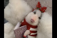 クリスマスシーズンを満喫するのはおめかししたブタさん！！かわいい服を着て本を読む姿がとってもキュート！！【海外・動画】