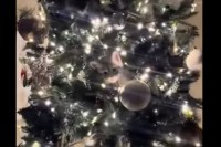 クリスマスツリーにとってもかわいいオーナメントが！子猫がツリーに登って潜り込んじゃった！！