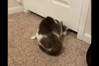 猫の体が液体過ぎる！ドアの下にあった僅かな空間を通って部屋の外に出ちゃった！！