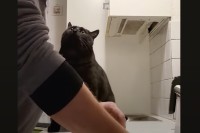 黒猫がするキスのおねだりがかわいすぎる！お皿を洗う飼い主さんの腕におててを添えて・・、ぐっと上目づかいで甘えています！！
