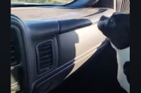 大変！ドライブ中に愛犬がダッシュボードに飛び乗った！！その理由は・・左右に動くワイパー？
