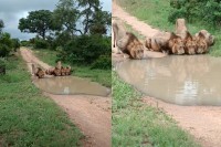 ライオンたちが道路を塞いでいる！？・・と思ったら、水たまりに皆で並んで水分補給中！！【海外・動画】
