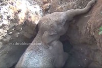 井戸に落ちた赤ちゃんゾウを現地の人々が救出！その後、大人のゾウ達が助けてくれた人間に感謝を示した！