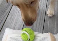 ラブラドールは飼い主さんと遊びたい！読書中の飼い主さんの前にボールを置いて「一緒に遊ぼ！」と猛アピール