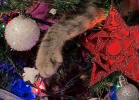 猫の手の形をしたクリスマスオーナメント？いいえ、違います！クリスマスツリーに潜り込んだ猫のおててです！！【海外・動画】